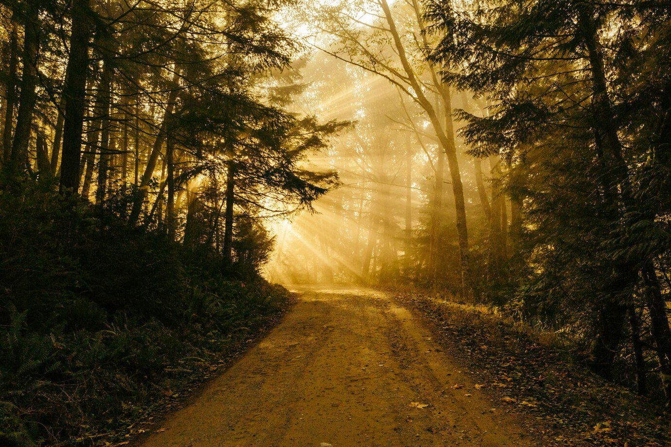 A sunlit dirt path through a misty forest, golden light breaking through the trees.